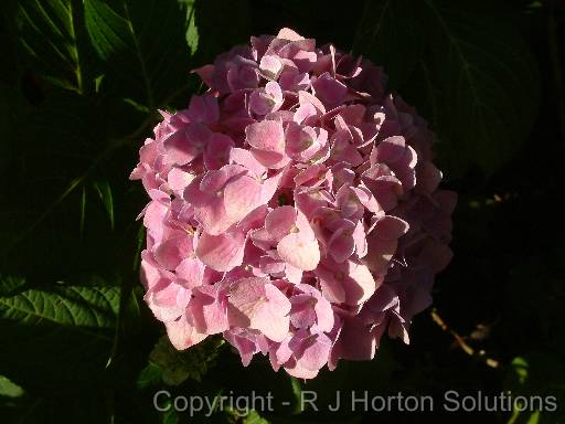 Hydrangea pink 